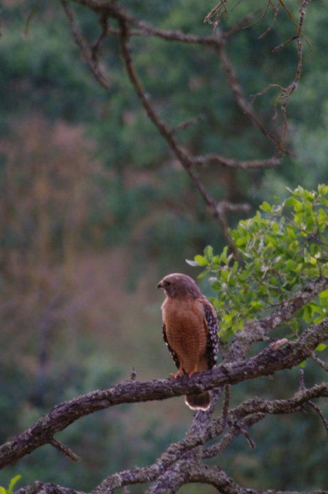 red shoulder hawk