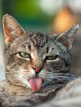 cat-tongue-catster